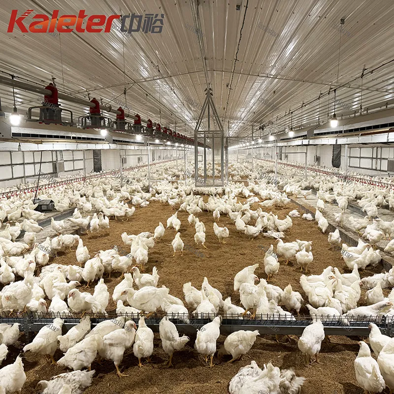 Línea de alimentación automática de la cadena del sistema agrícola del alimentador del pollo del criador de las aves de corral - Sistema de alimentación de aves de corral de cría - foodmachtech